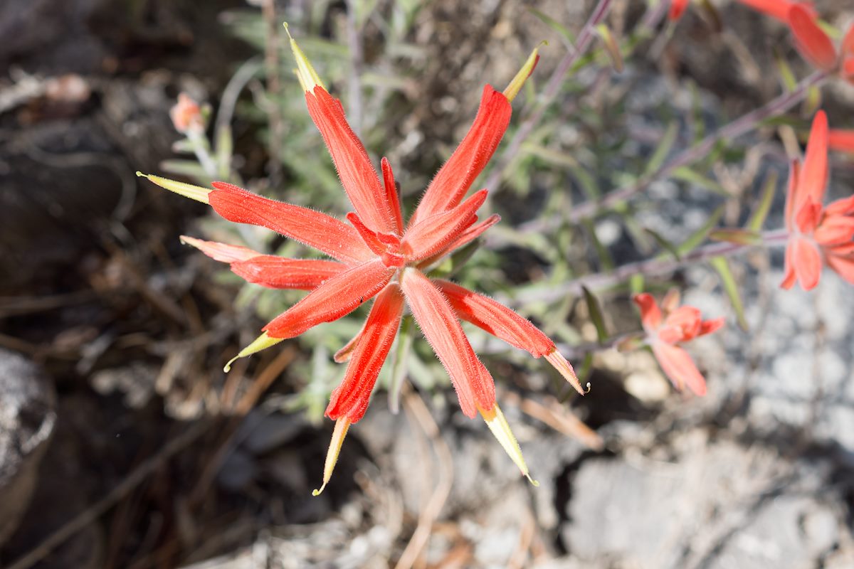 2015 March Indian Paintbrush