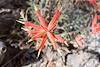 2015 March Indian Paintbrush