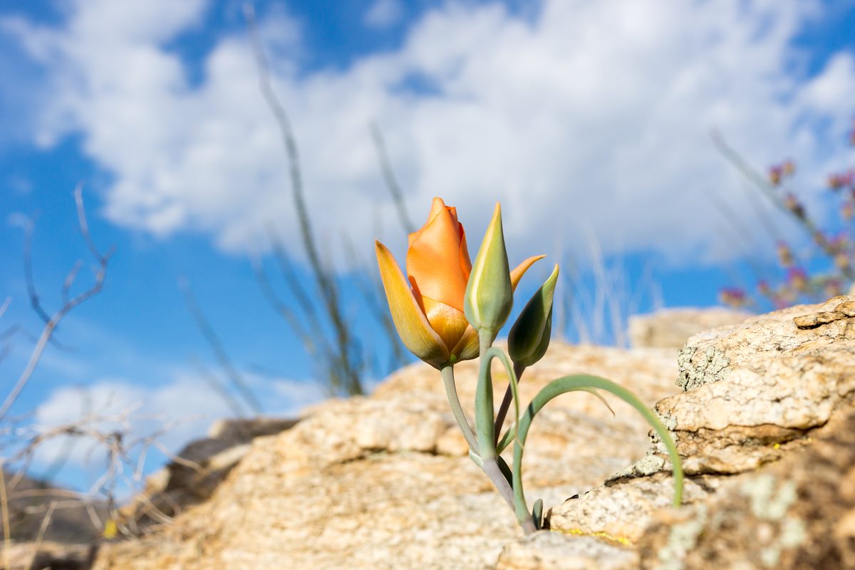 2015 March Mariposa Lily 02