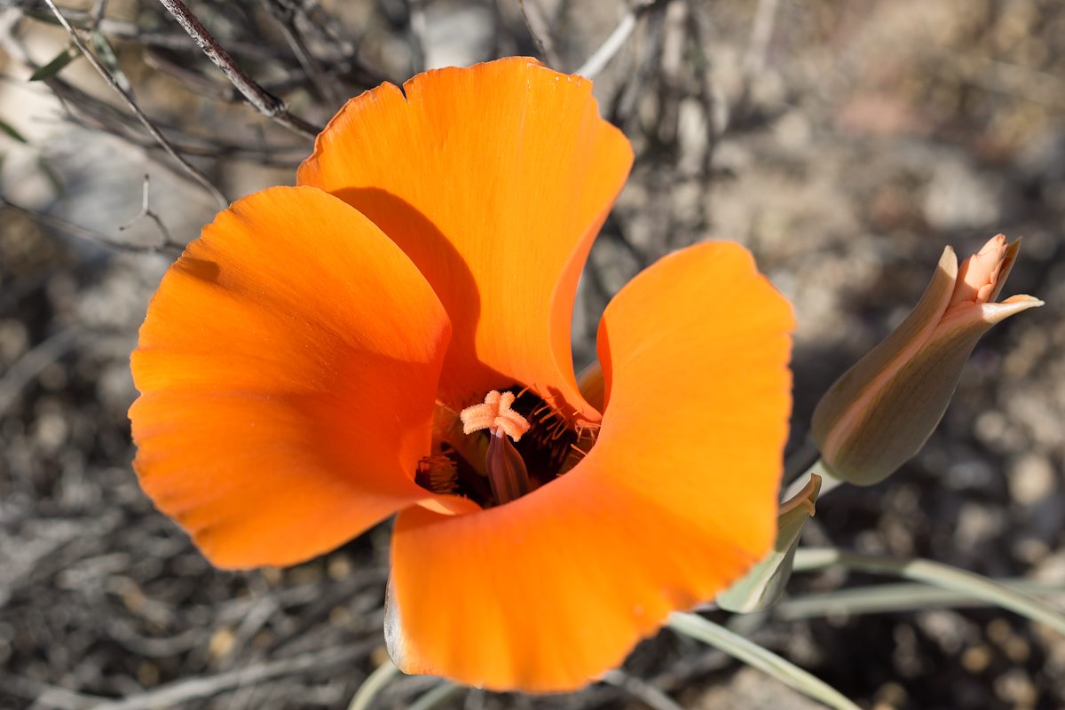 2015 March Mariposa Lily