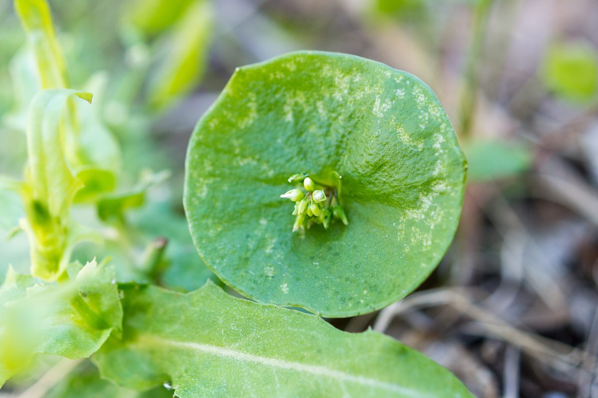 2015 March Miners Lettuce