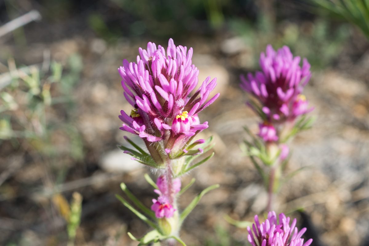 2015 March Owl's Clover