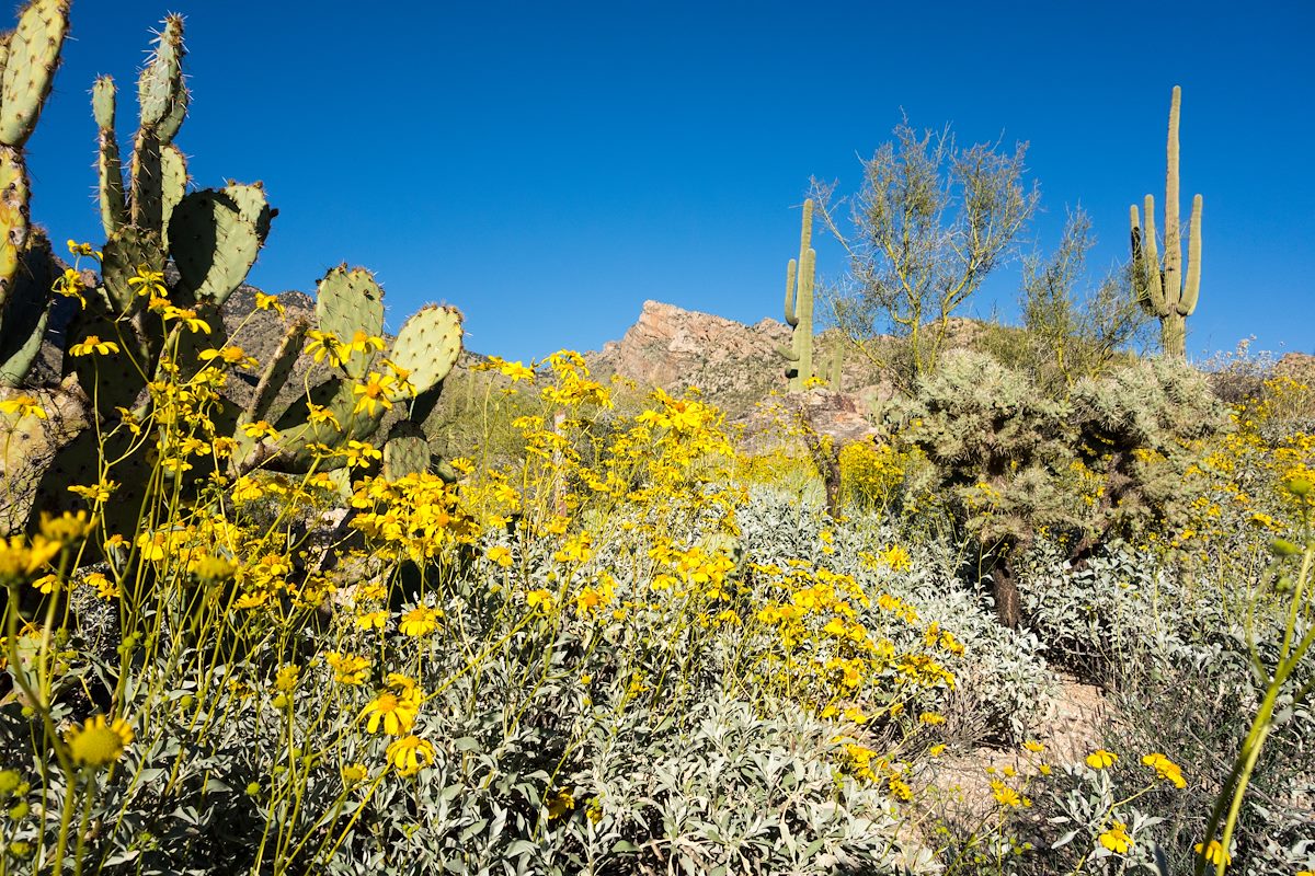 2015 March Pontatoc Ridge