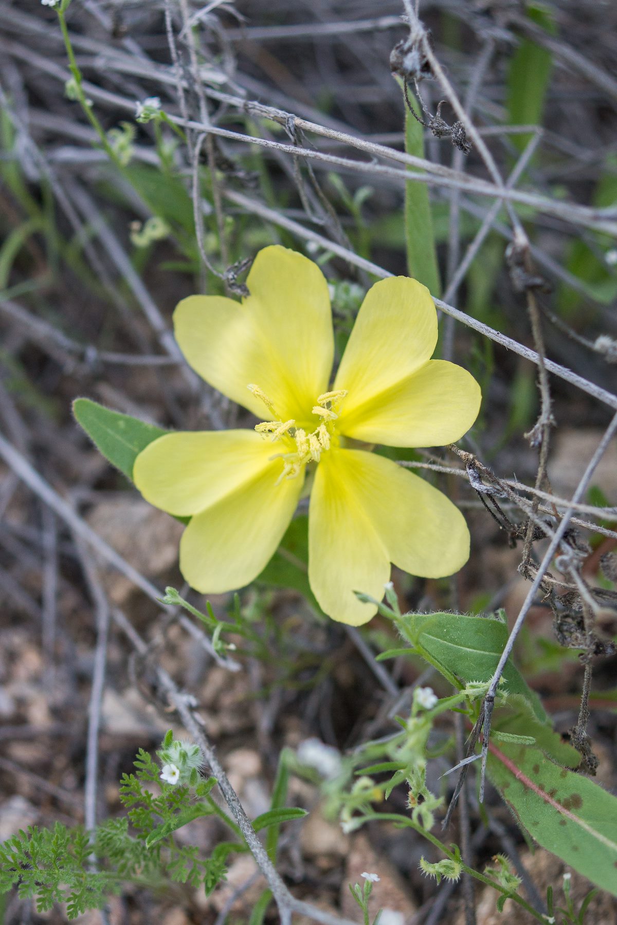 2015 March Primrose in Agua Caliente Canyon