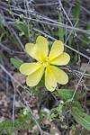 2015 March Primrose in Agua Caliente Canyon