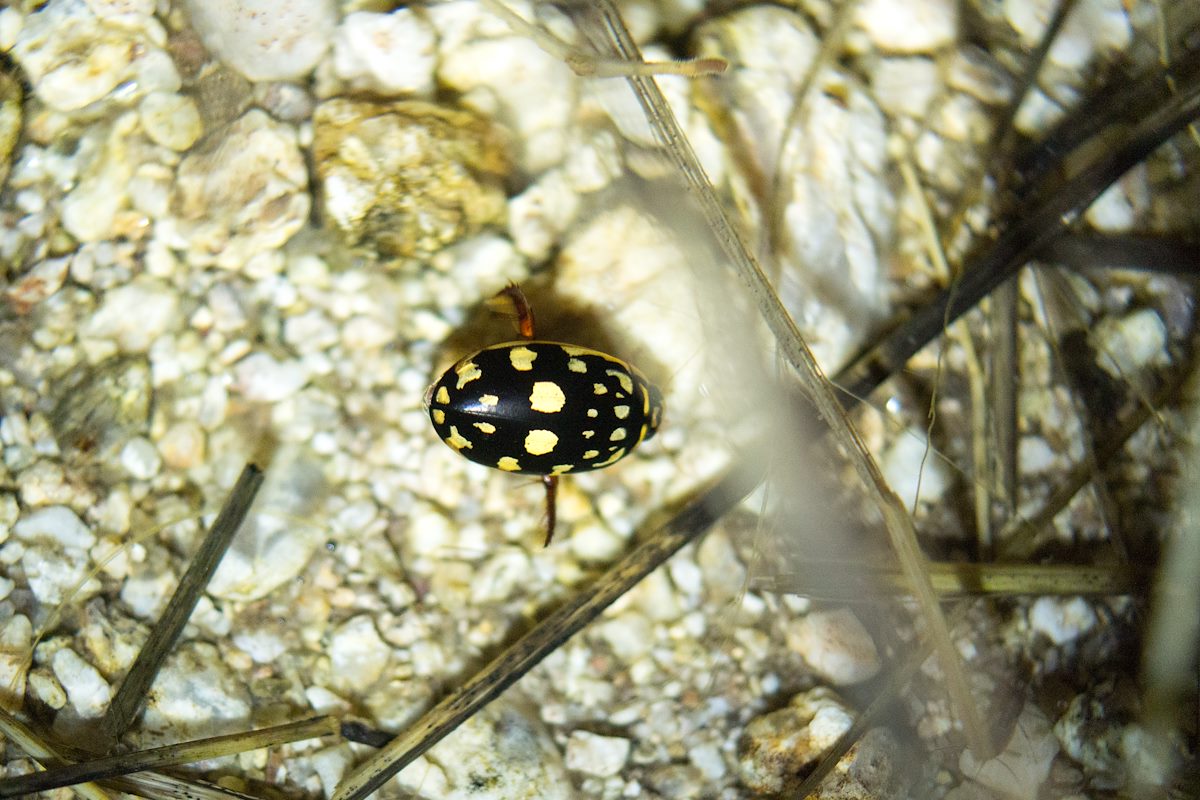 2015 March Sunburst Beetle in La Milagrosa Canyon