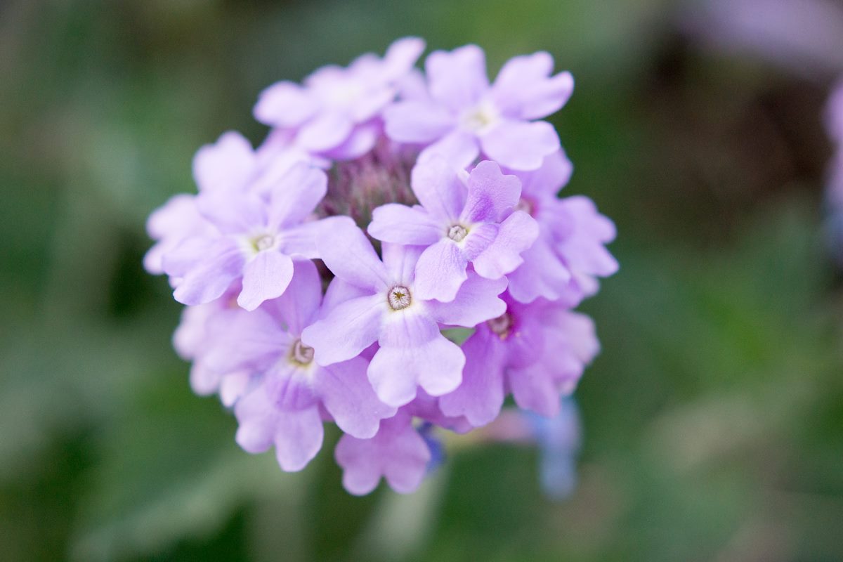 2015 March Vervain in Agua Caliente Canyon