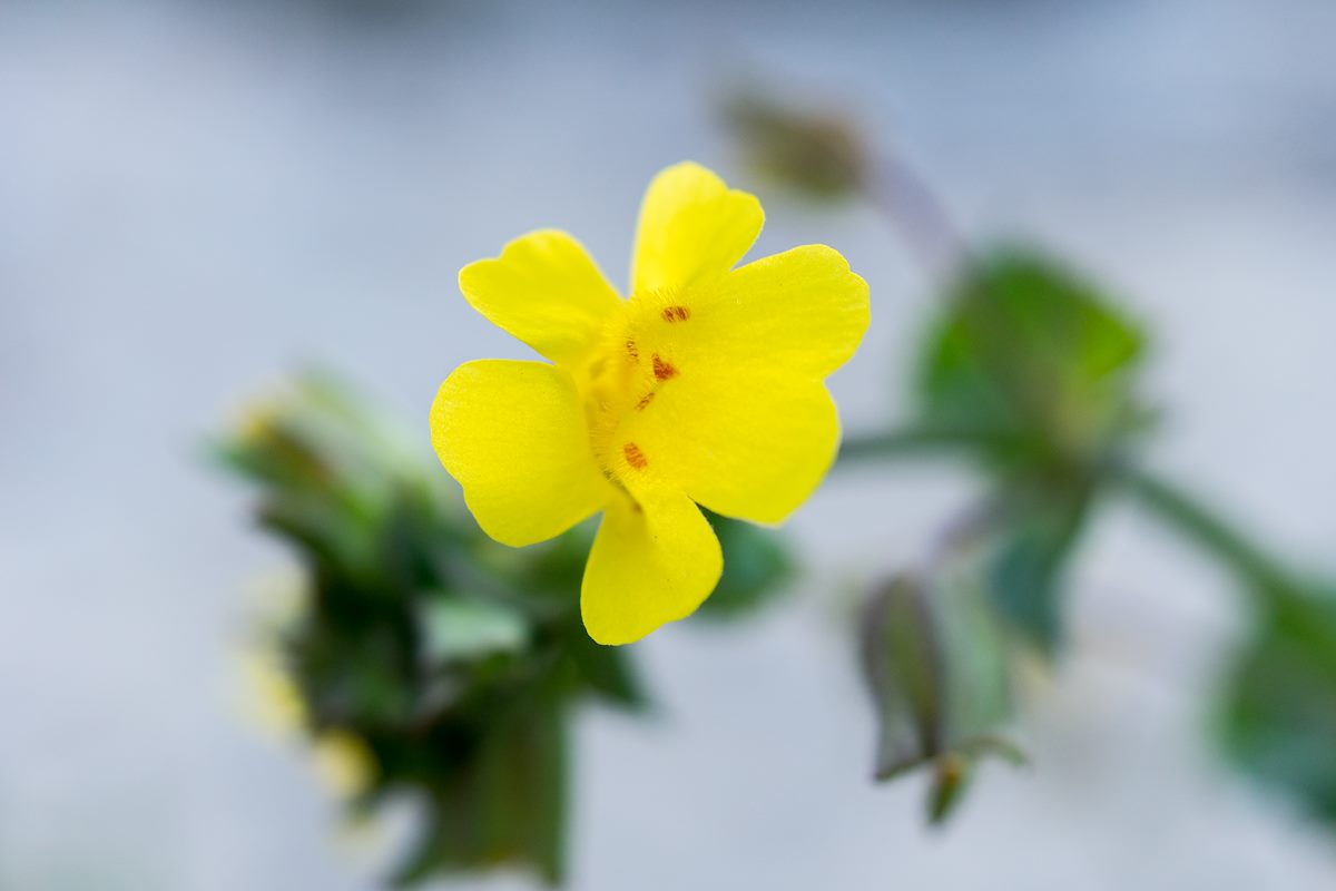 2015 March Yellow Monkeyflower