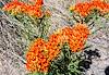 2015 May Butterfly Weed