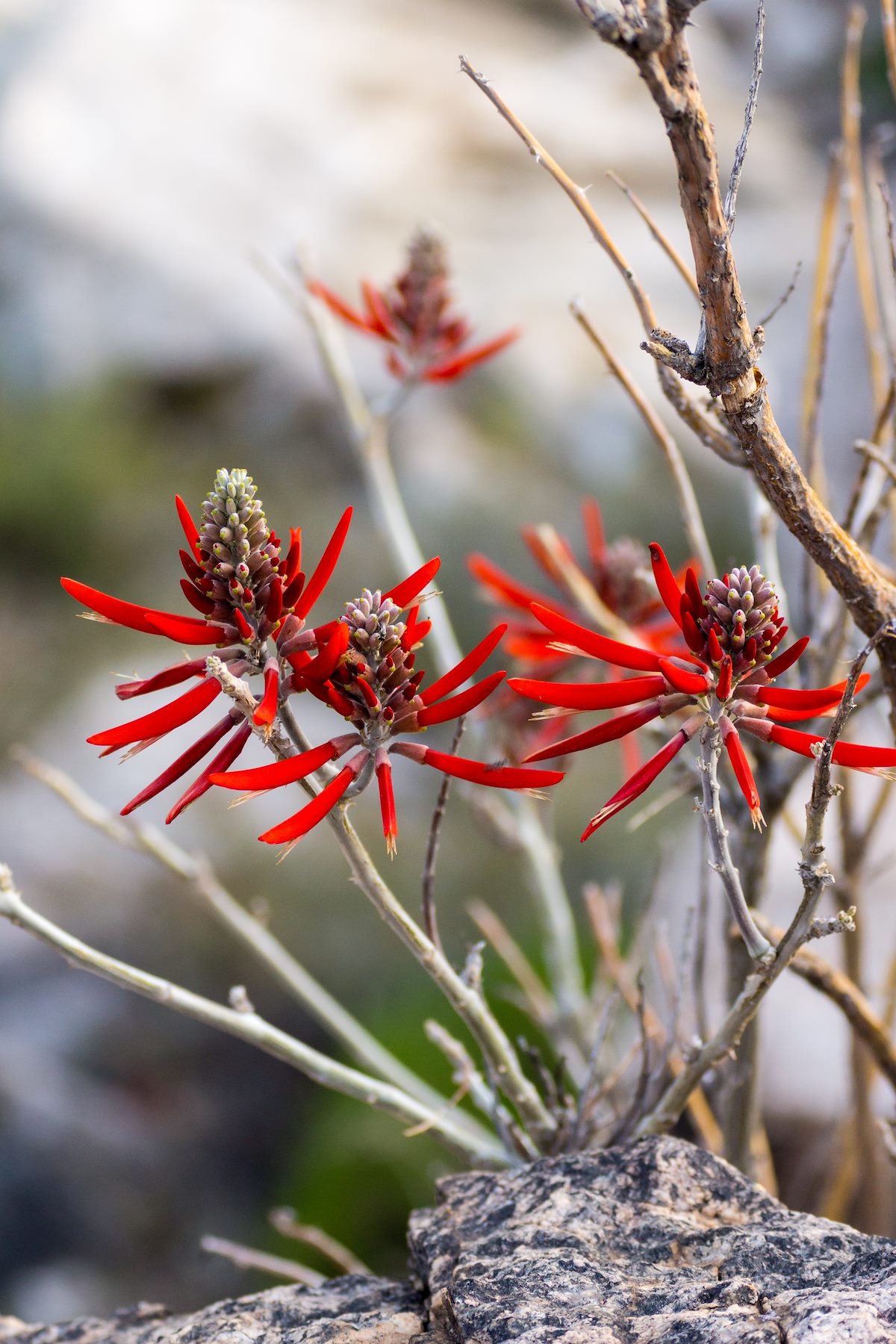 2015 May Coral Bean in Molino Canyon