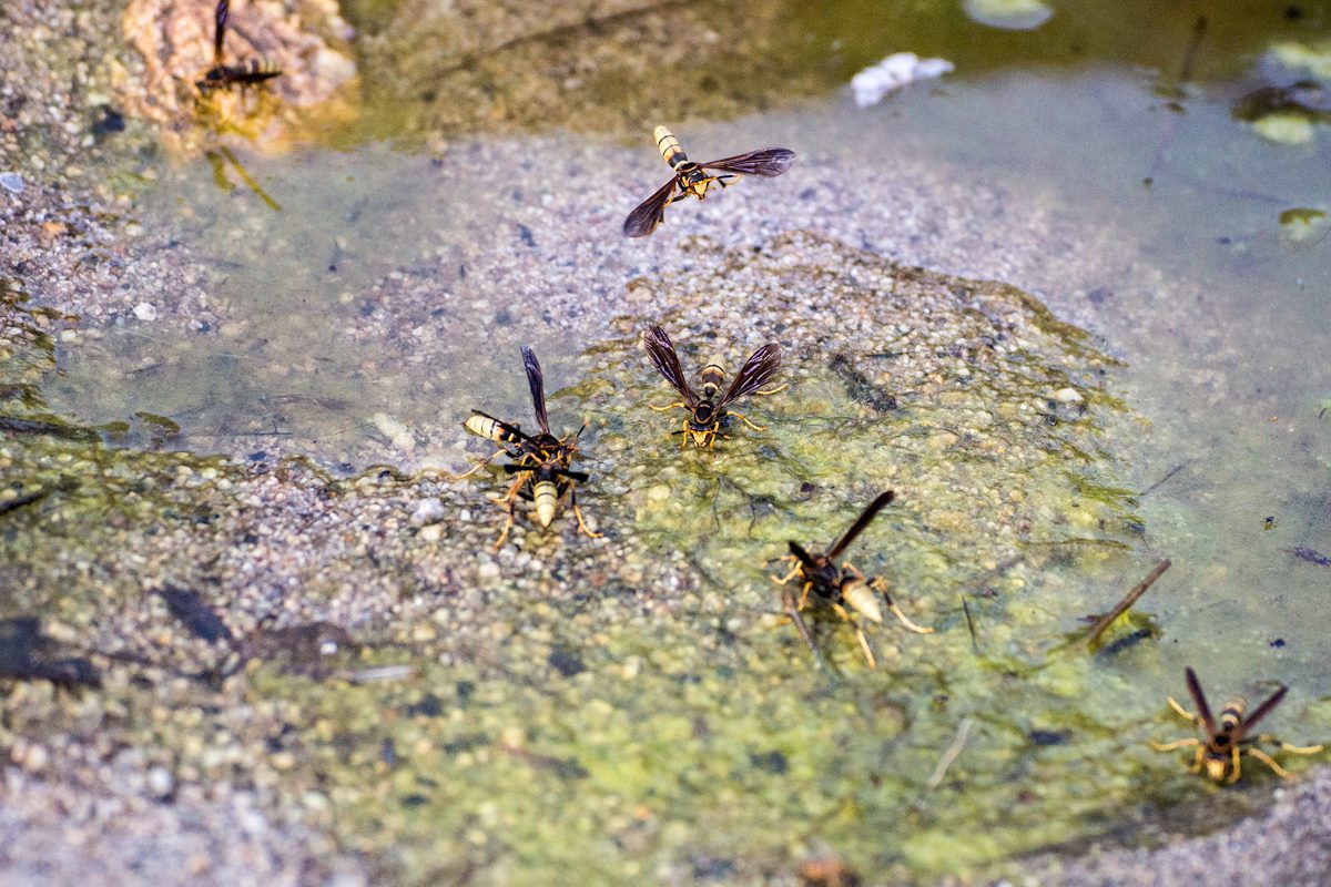 2015 May Wasps in Molino Canyon