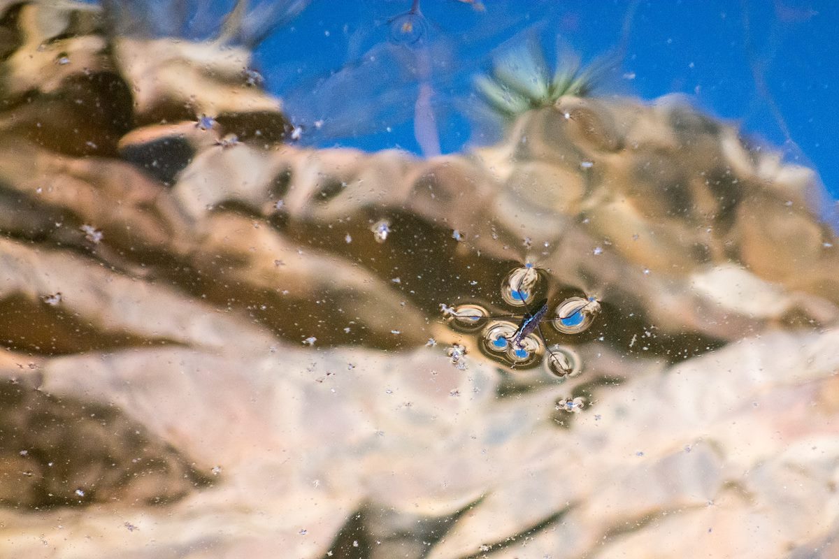 2015 May Water Strider in Pontatoc Canyon
