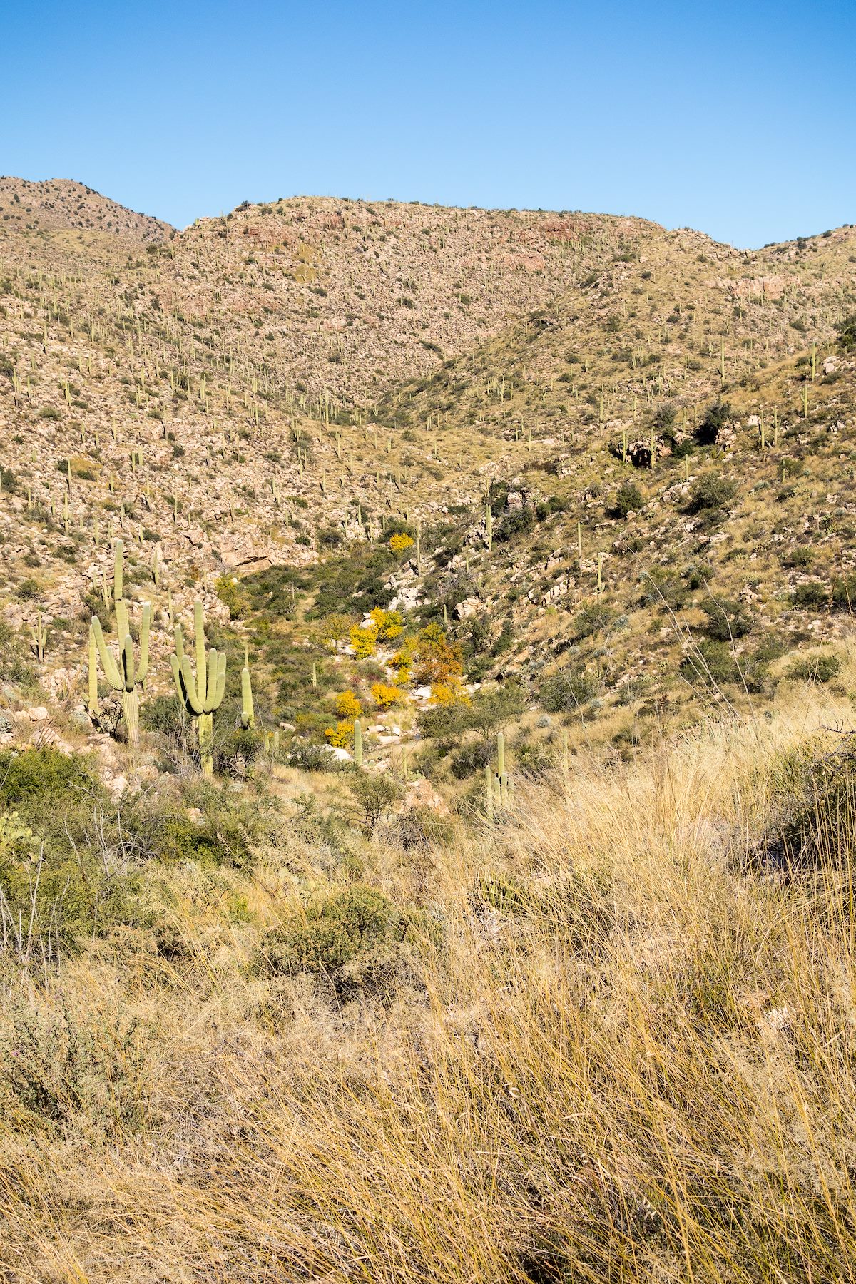 2015 November A Hint of Color in Agua Caliente Canyon