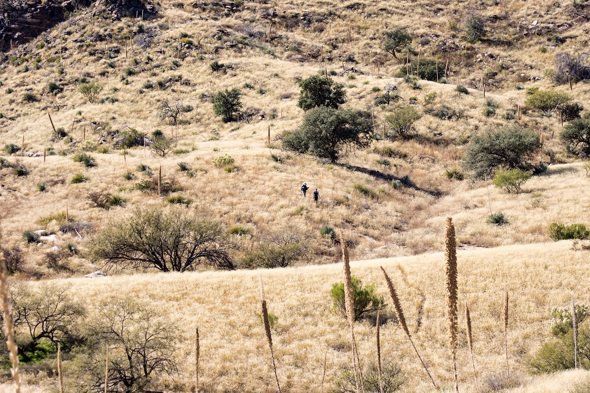 2015 November A sea of grass off the Bear Canyon Trail