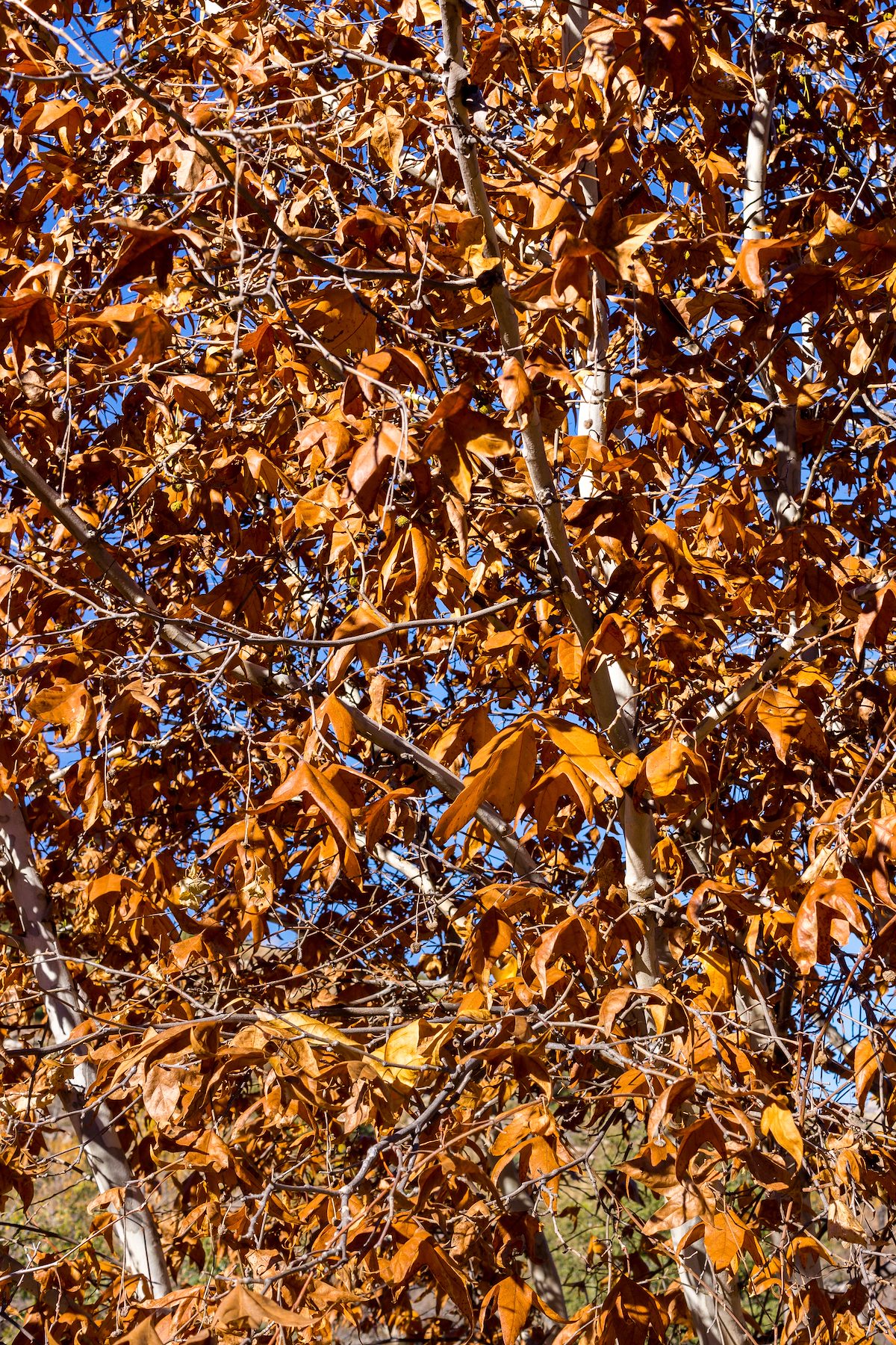 2015 November Arizona Sycamore Fall Leaves