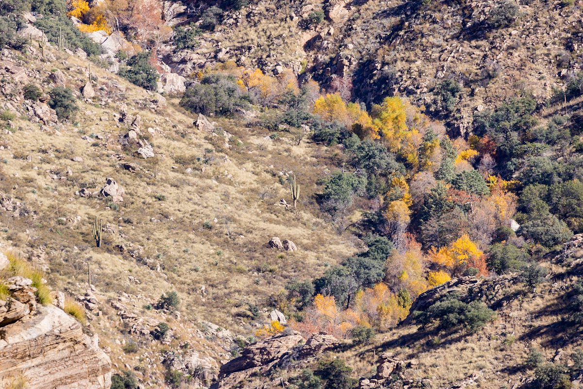 2015 November Color in Bear Canyon