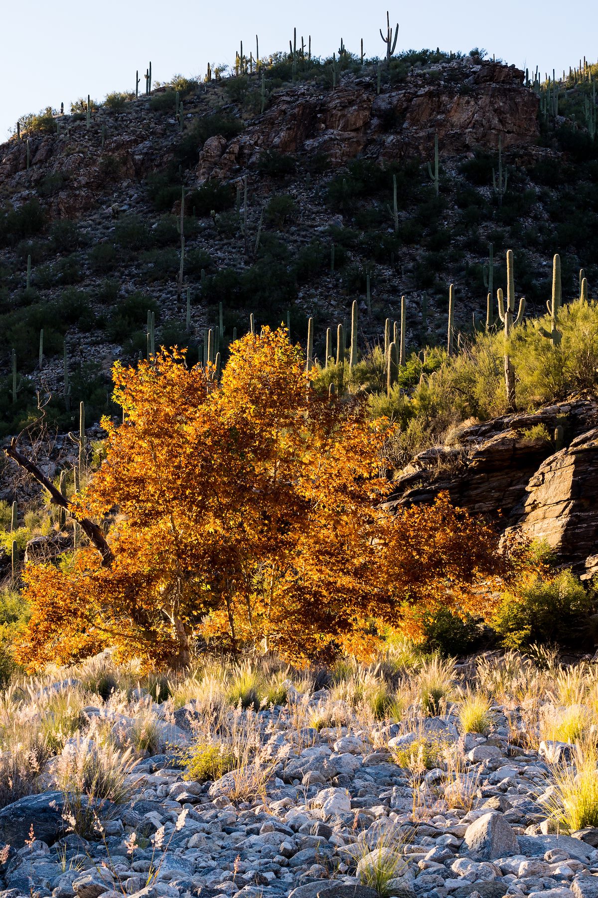 2015 November Fall Color and Saguaro
