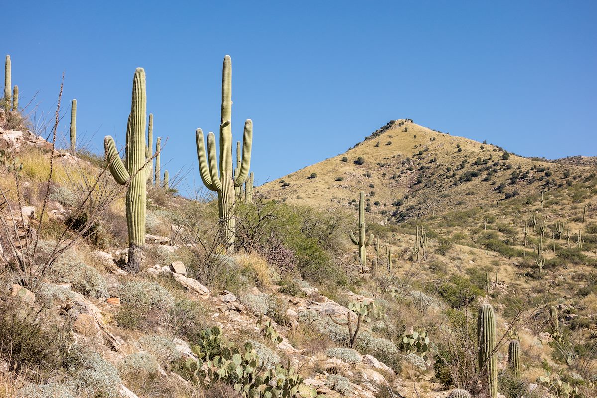 2015 November False Hope Hill from the Agua Caliente Canyon Trail