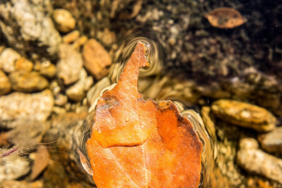 2015 November Floating Leaf in Agua Caliente Canyon