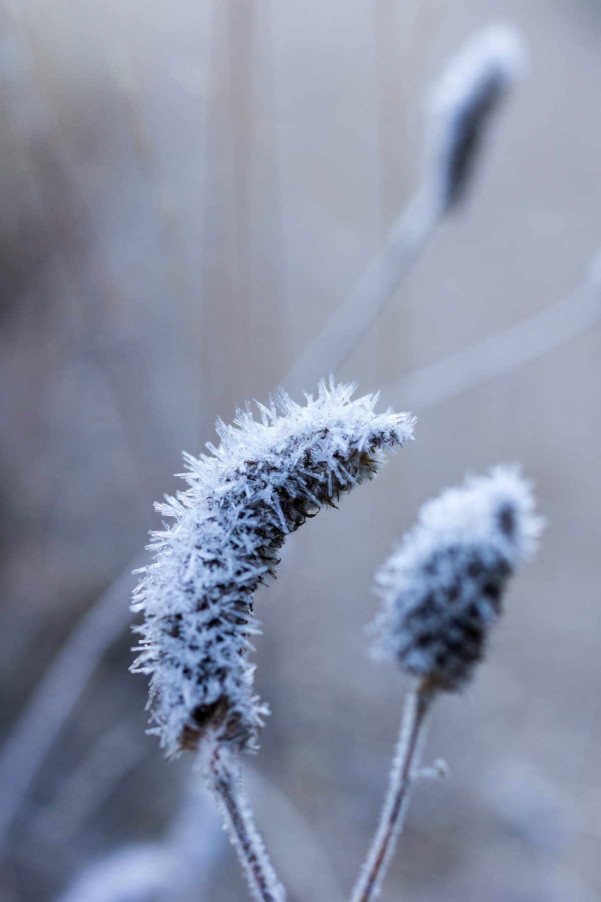 2015 November Frosty start on the Molino Basin Trail