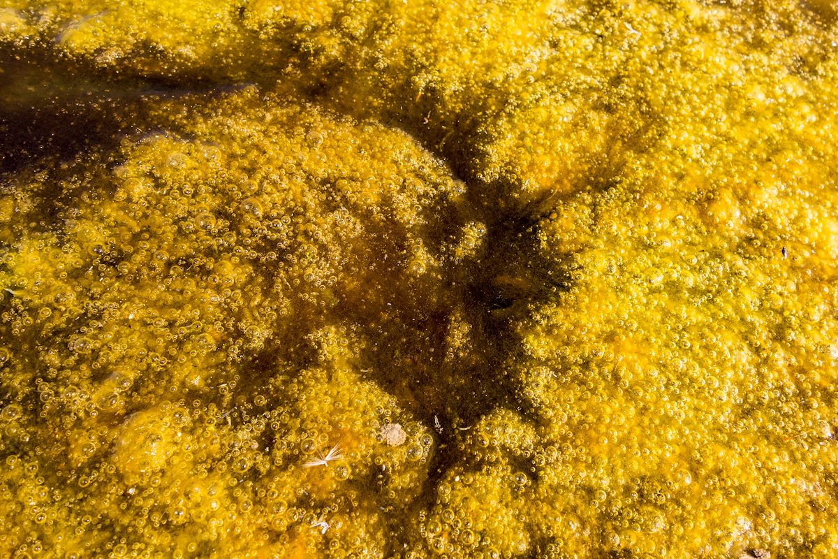 2015 November Gnat Tank