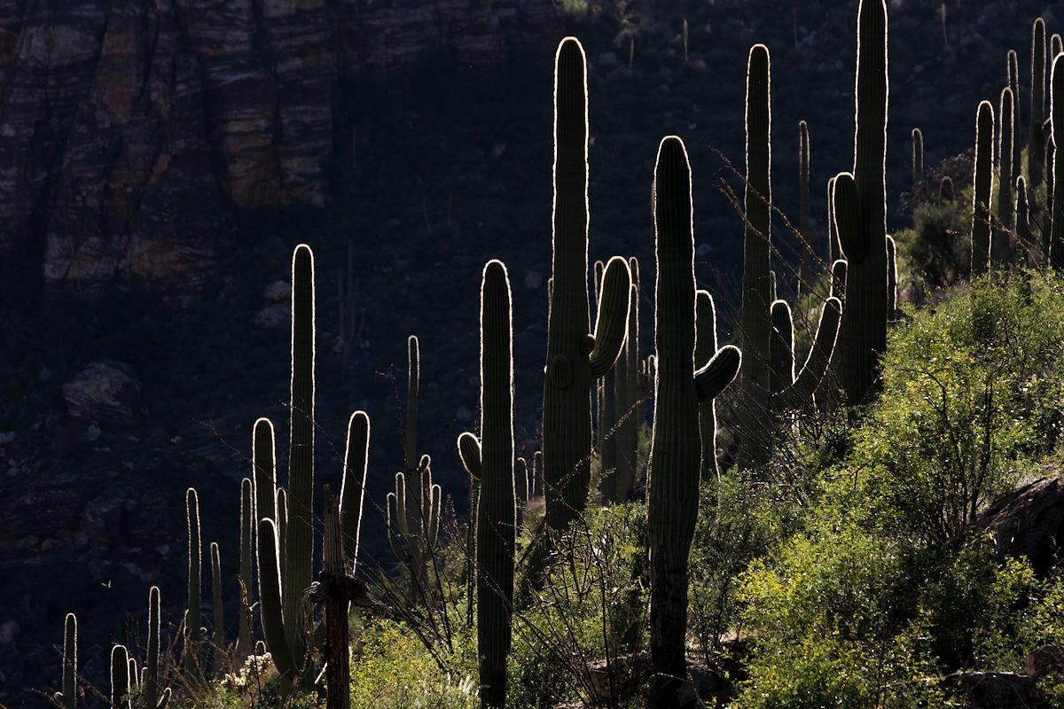 2015 November Saguaros in Bear Canyon above Seven Falls