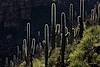 2015 November Saguaros in Bear Canyon above Seven Falls