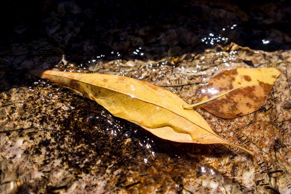 2015 November Water Rock Leaf
