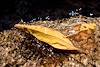 2015 November Water Rock Leaf