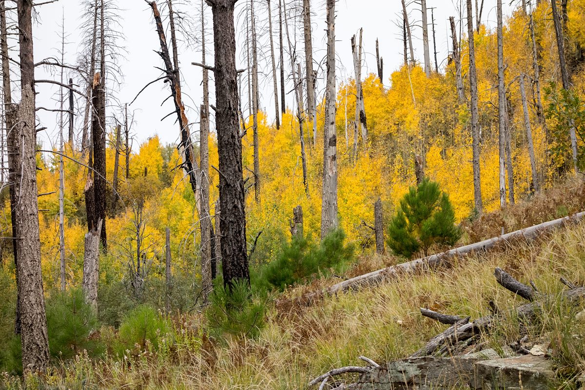 2015 October Aspens near the Red Ridge Trail