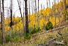 2015 October Aspens near the Red Ridge Trail