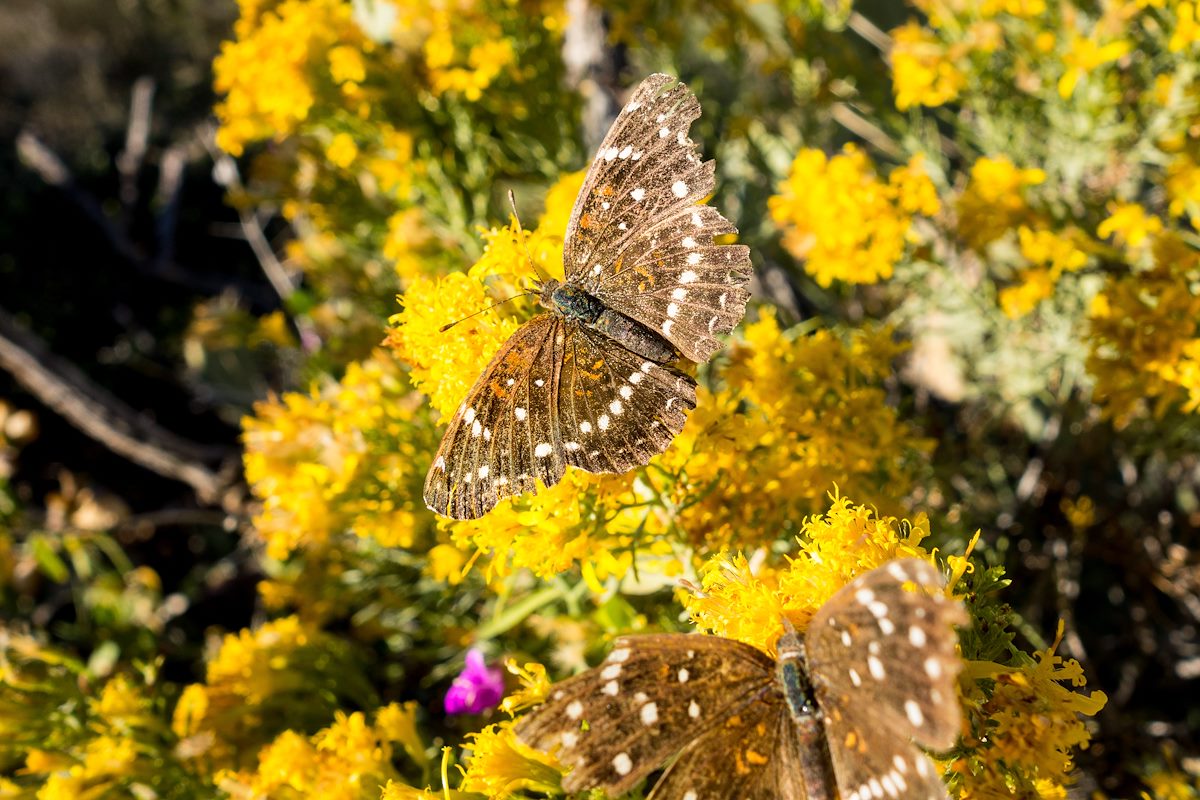 2015 October Butterflies and Flowers on the Agua Caliente Hill Trail
