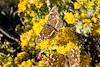 2015 October Butterflies and Flowers on the Agua Caliente Hill Trail