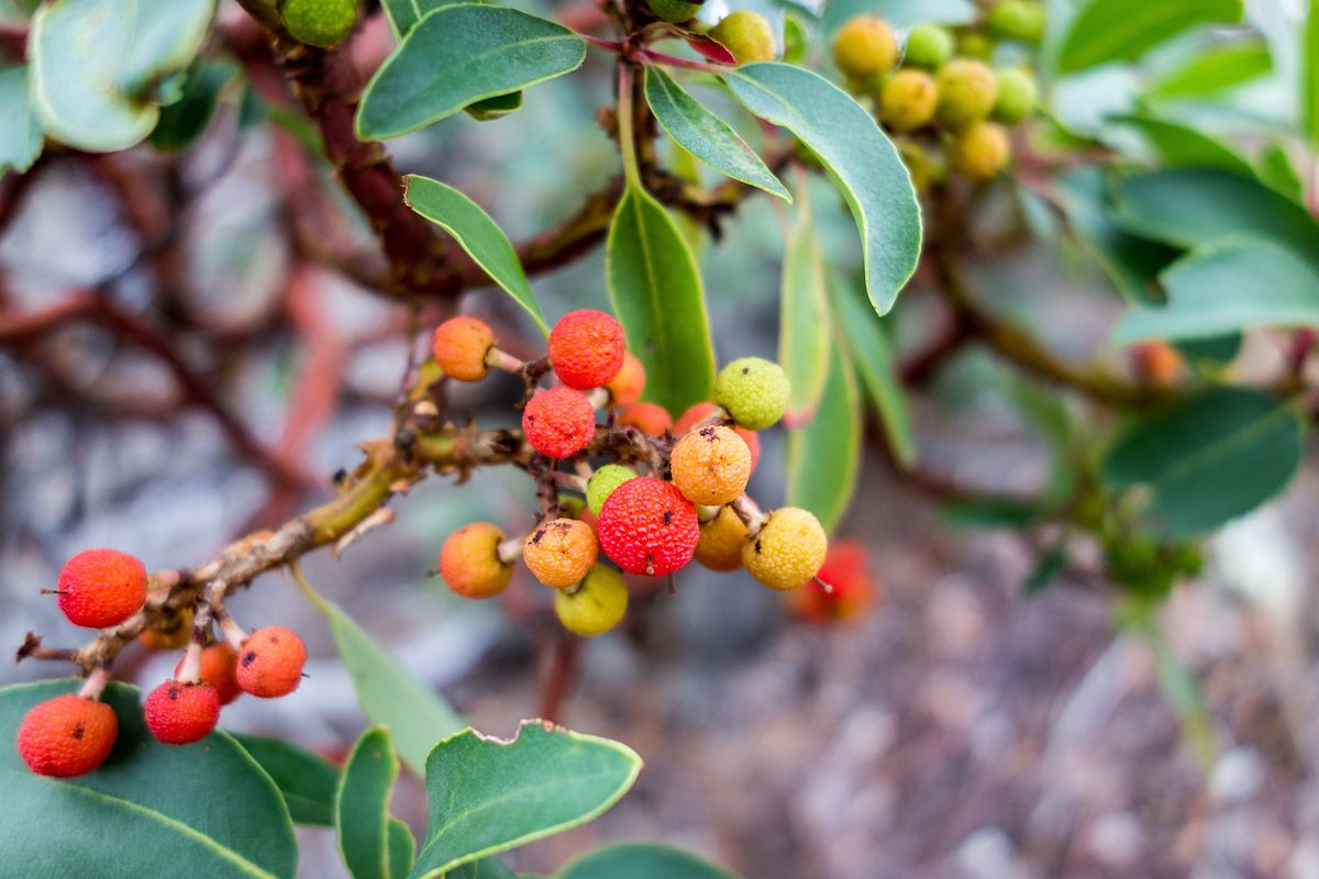2015 October Colorful Madrone Berries