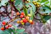 2015 October Colorful Madrone Berries