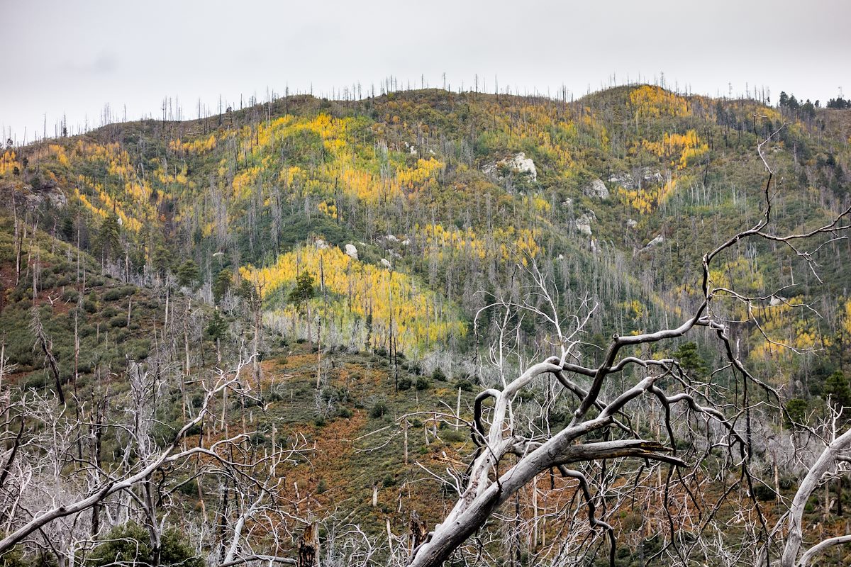 2015 October Patches of Fall Color