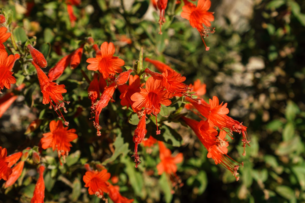 16110 Hummigbird Trumpet on the Bellota Trail near Molino Basin