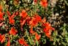 16110 Hummigbird Trumpet on the Bellota Trail near Molino Basin