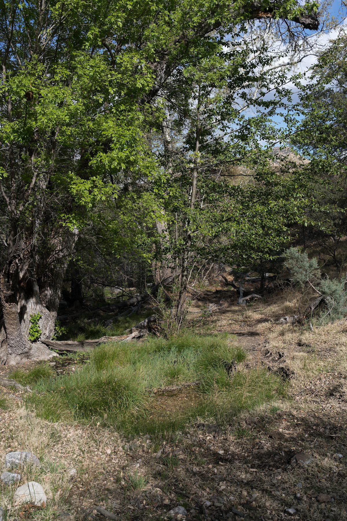 2016 April Araster Spring