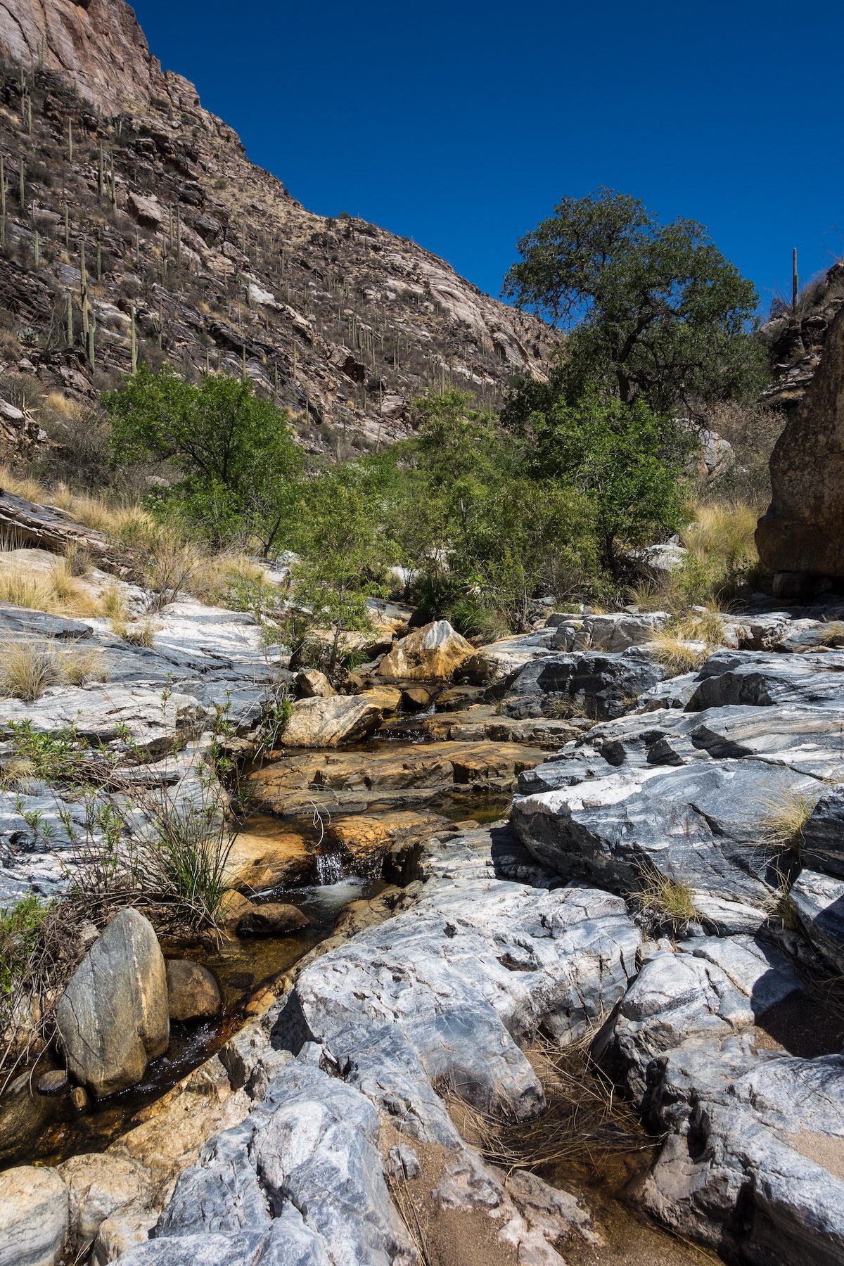 2016 April Bear Canyon near the Bear Canyon Trail