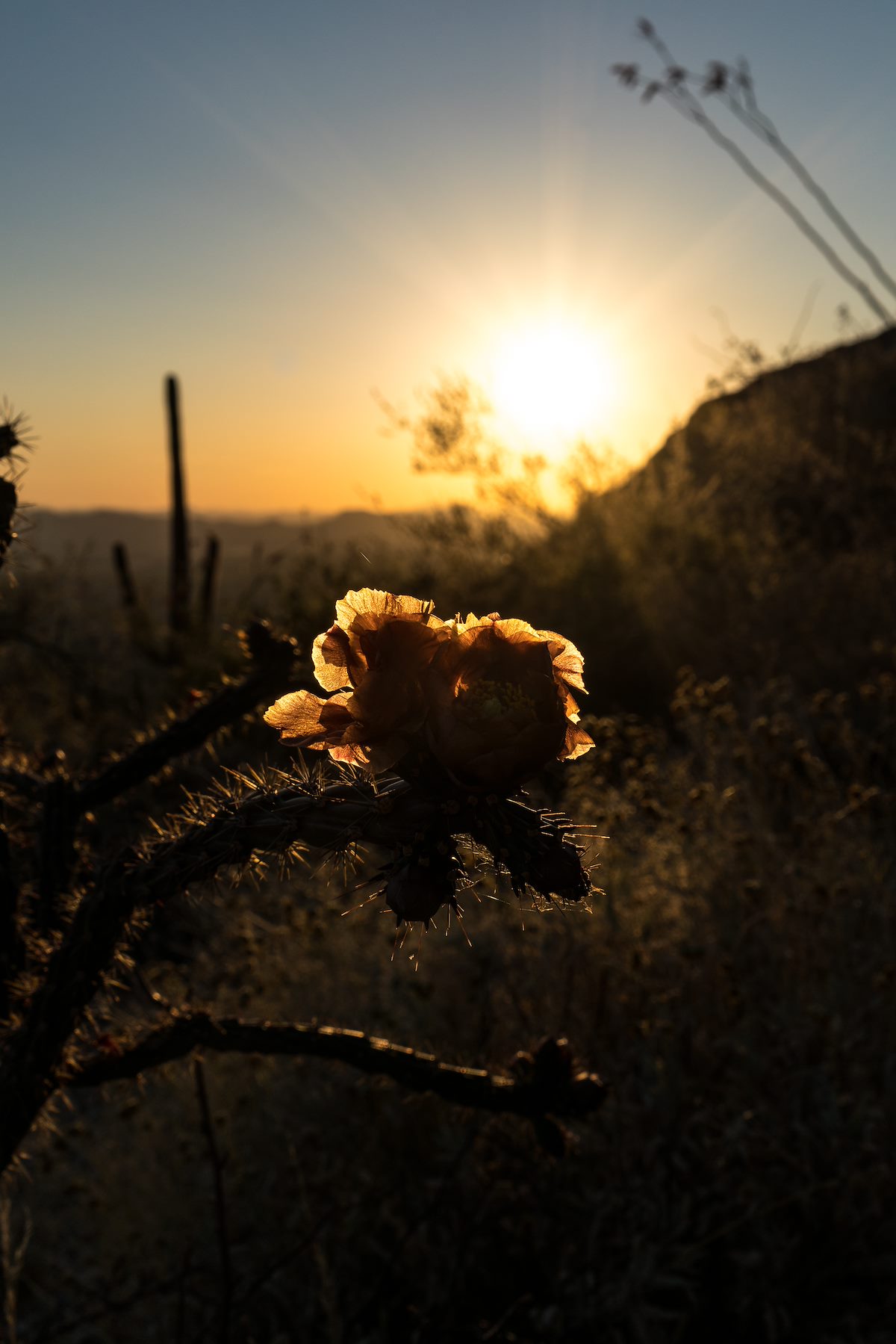 2016 April Cholla Flower in the Sun