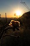 2016 April Cholla Flower in the Sun