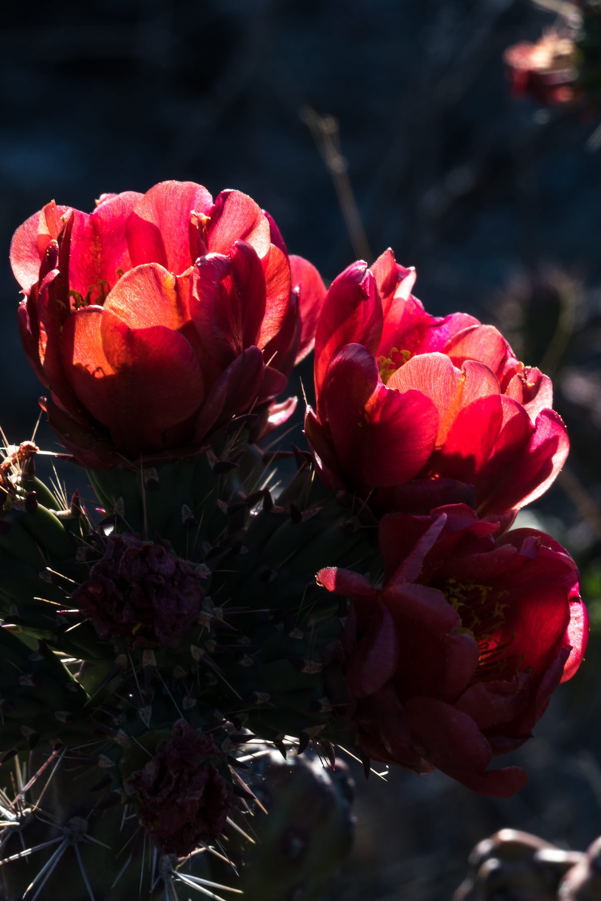2016 April Cholla Flowers in the Sun