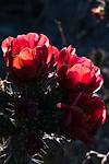 2016 April Cholla Flowers in the Sun