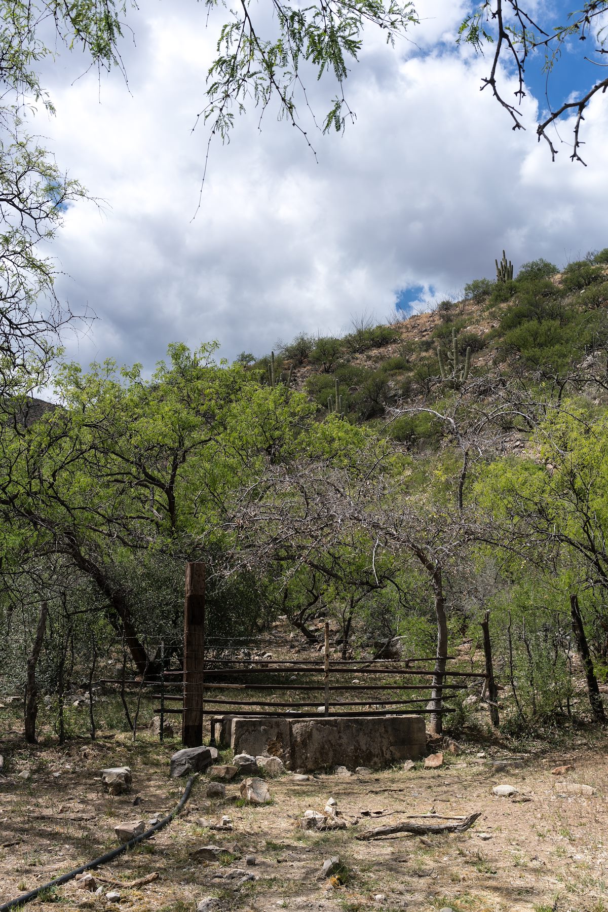2016 April Corral below Davis Spring