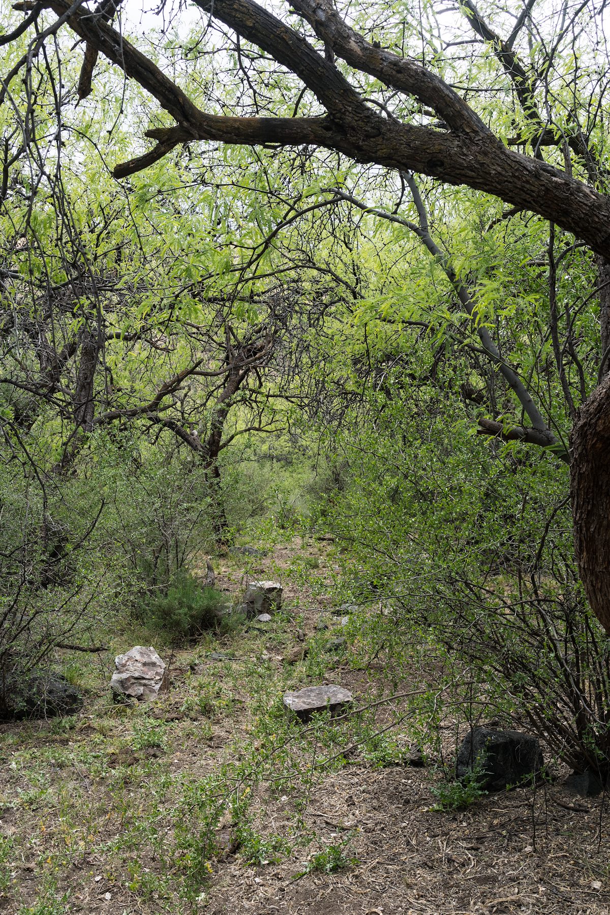 2016 April Davis Spring Trail