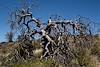 2016 April Dead Tree in Oracle State Park