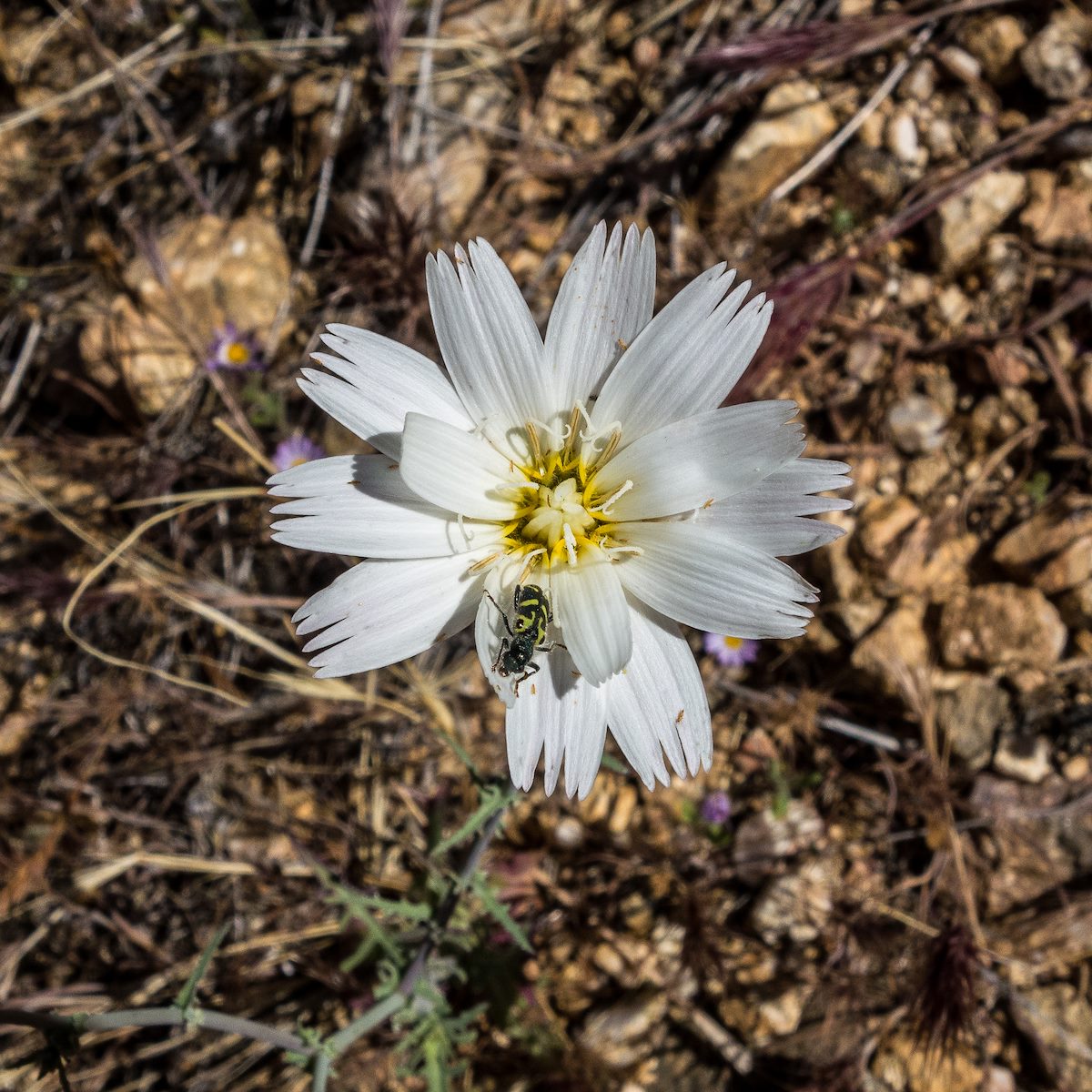 2016 April Desert Chicory on the Bear Canyon Trail