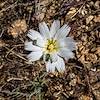 2016 April Desert Chicory on the Bear Canyon Trail