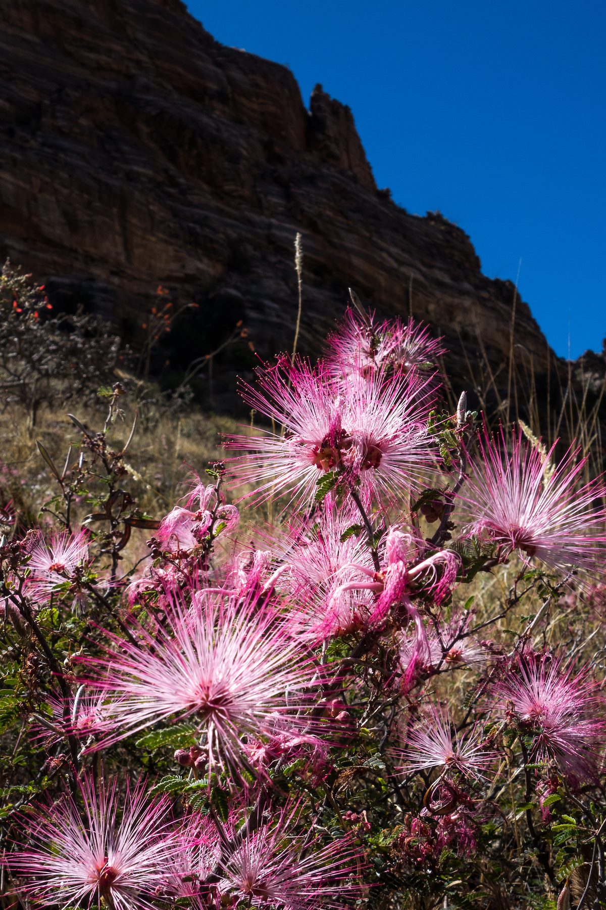 2016 April Fairy Dusters